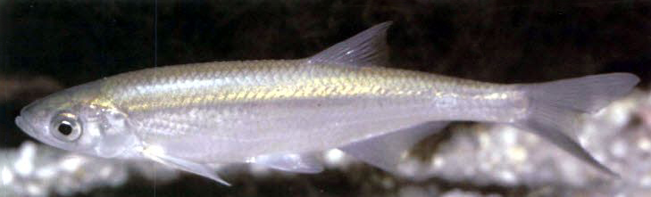 Alburnus alburnus_08.jpg